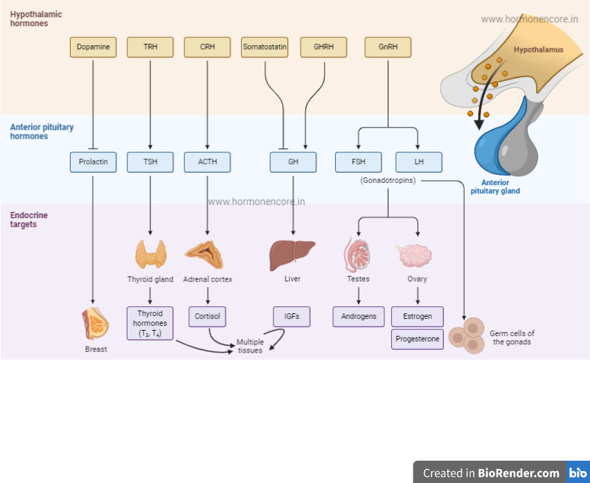 Pituitary hormones and action